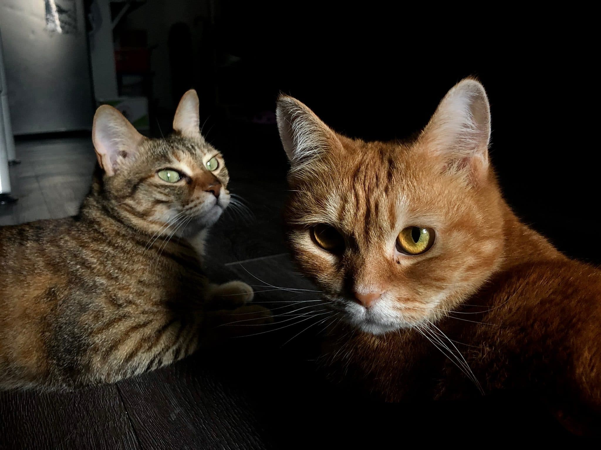Creatures, frame 7